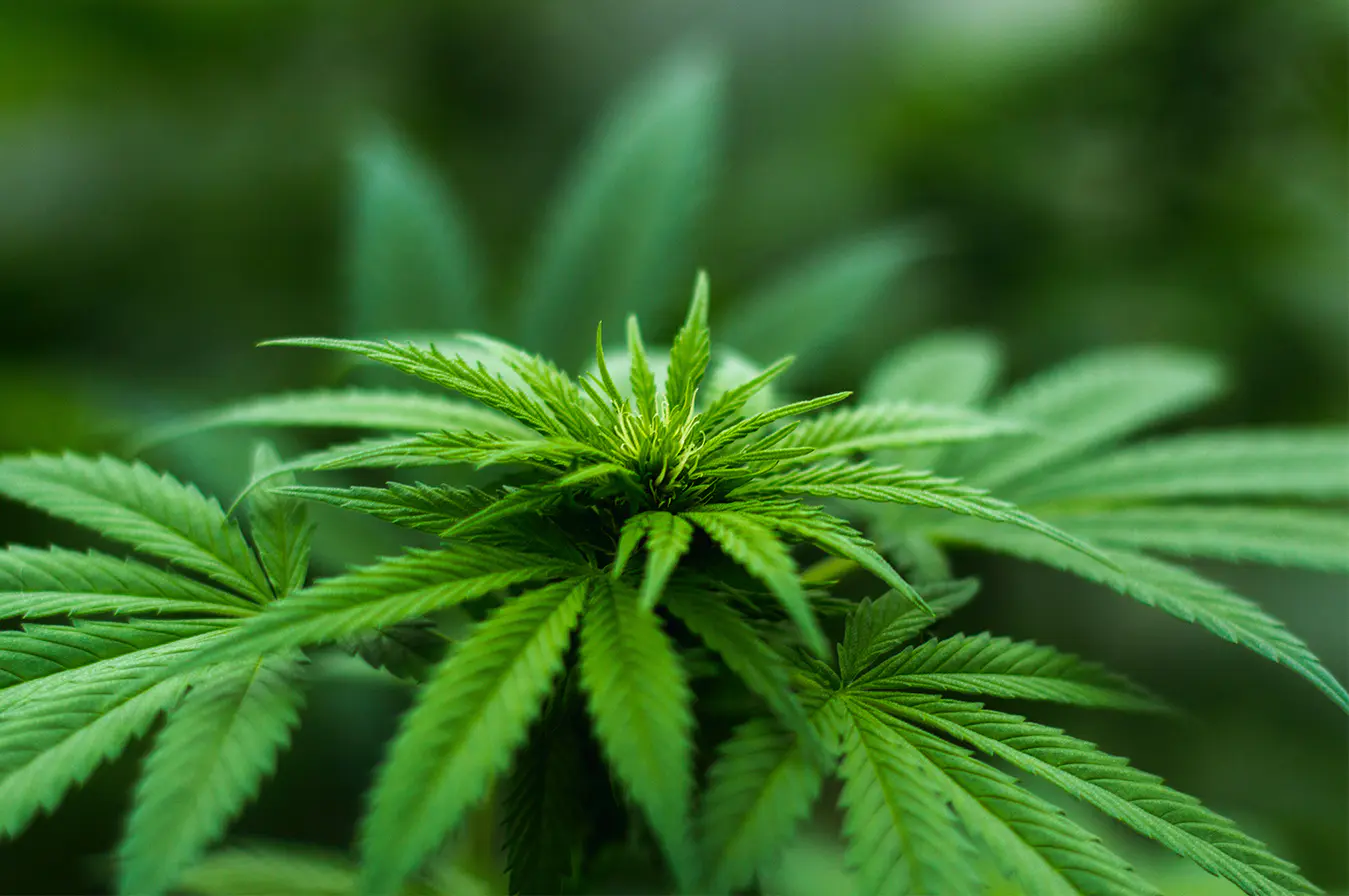 Medical Marijuana Recipients Mailing List